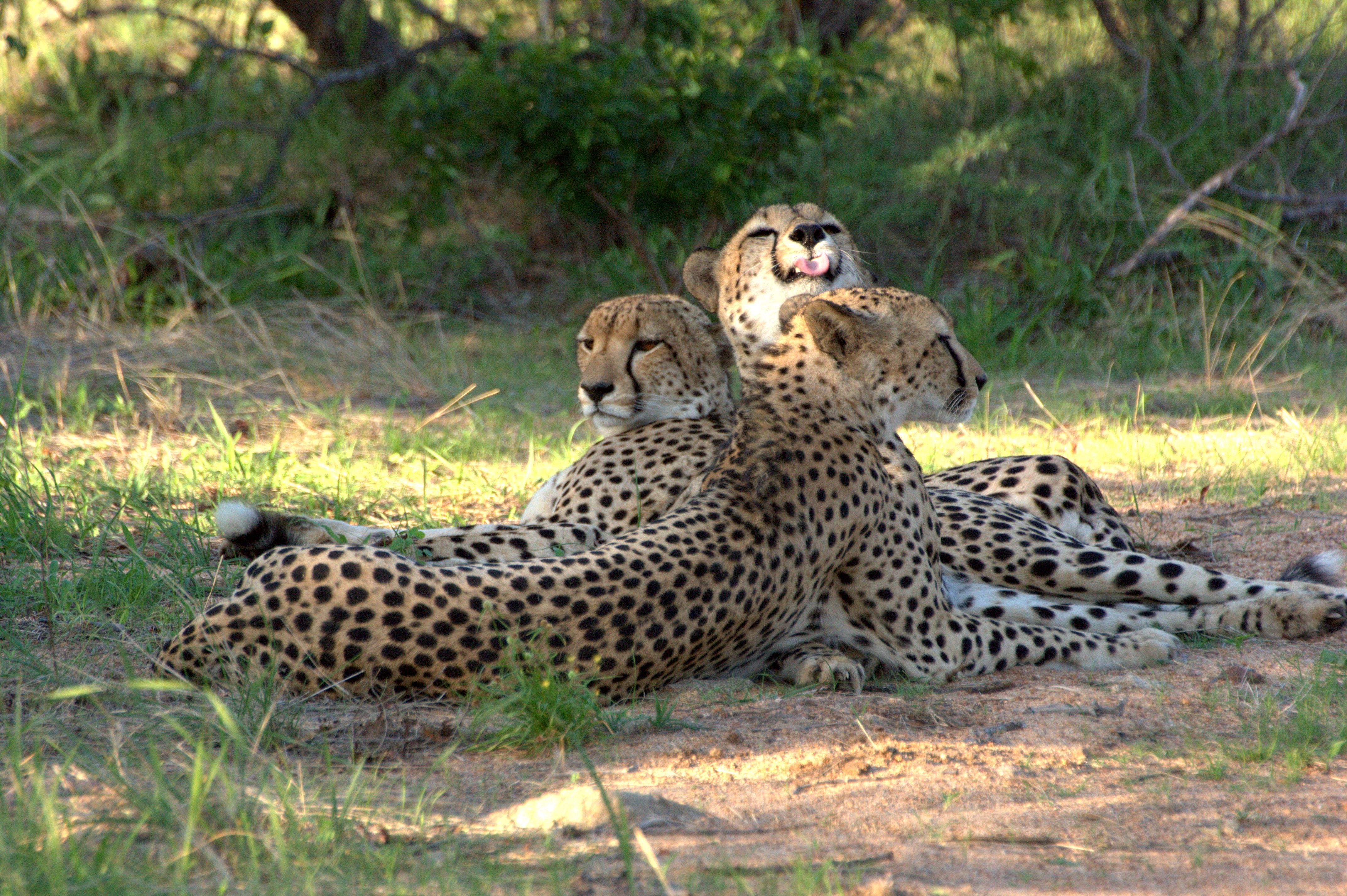 Karongwe Portfolio- Shiduli Private Game Lodge Karongwe Game Reserve Екстер'єр фото