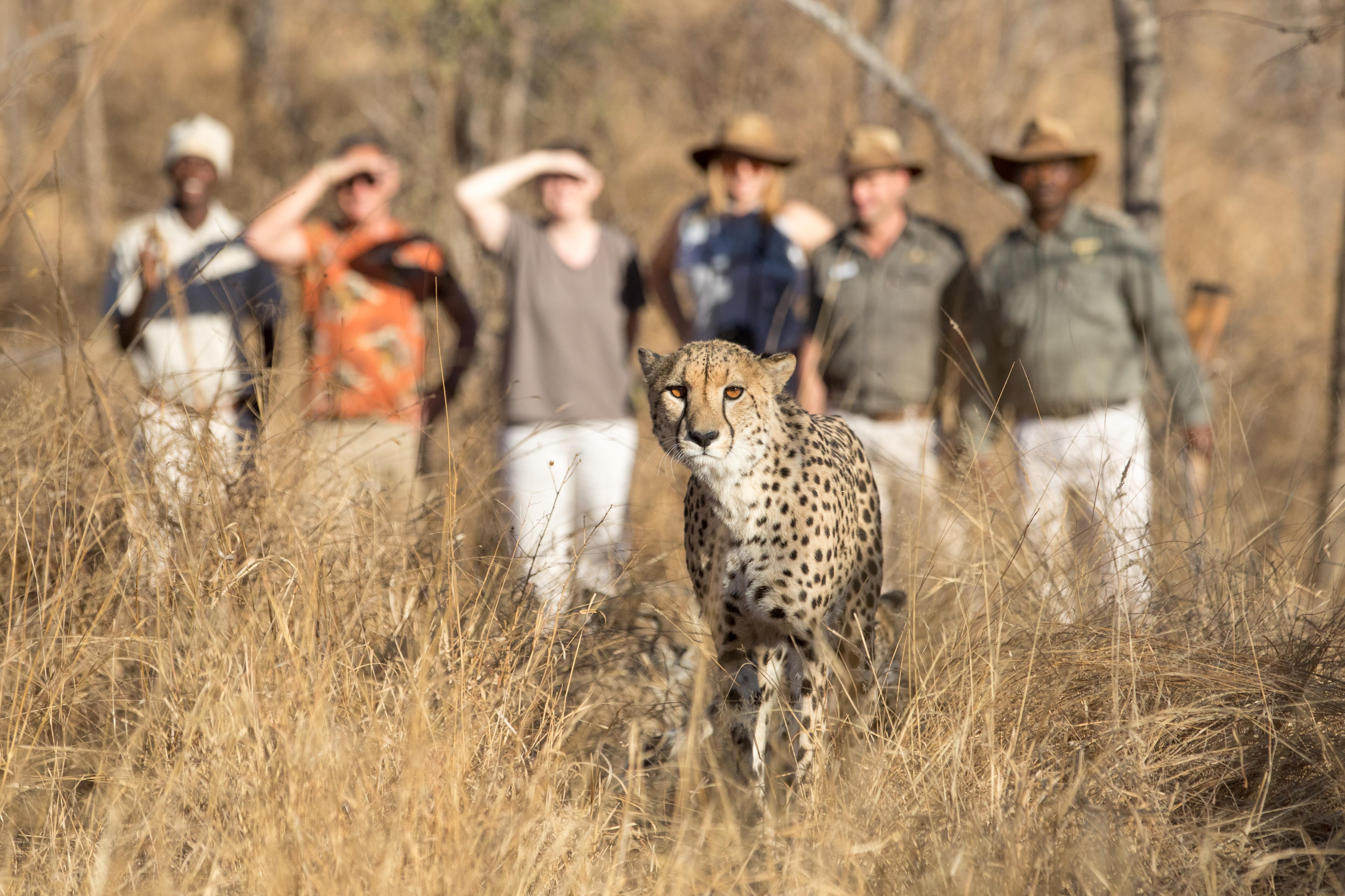Karongwe Portfolio- Shiduli Private Game Lodge Karongwe Game Reserve Екстер'єр фото