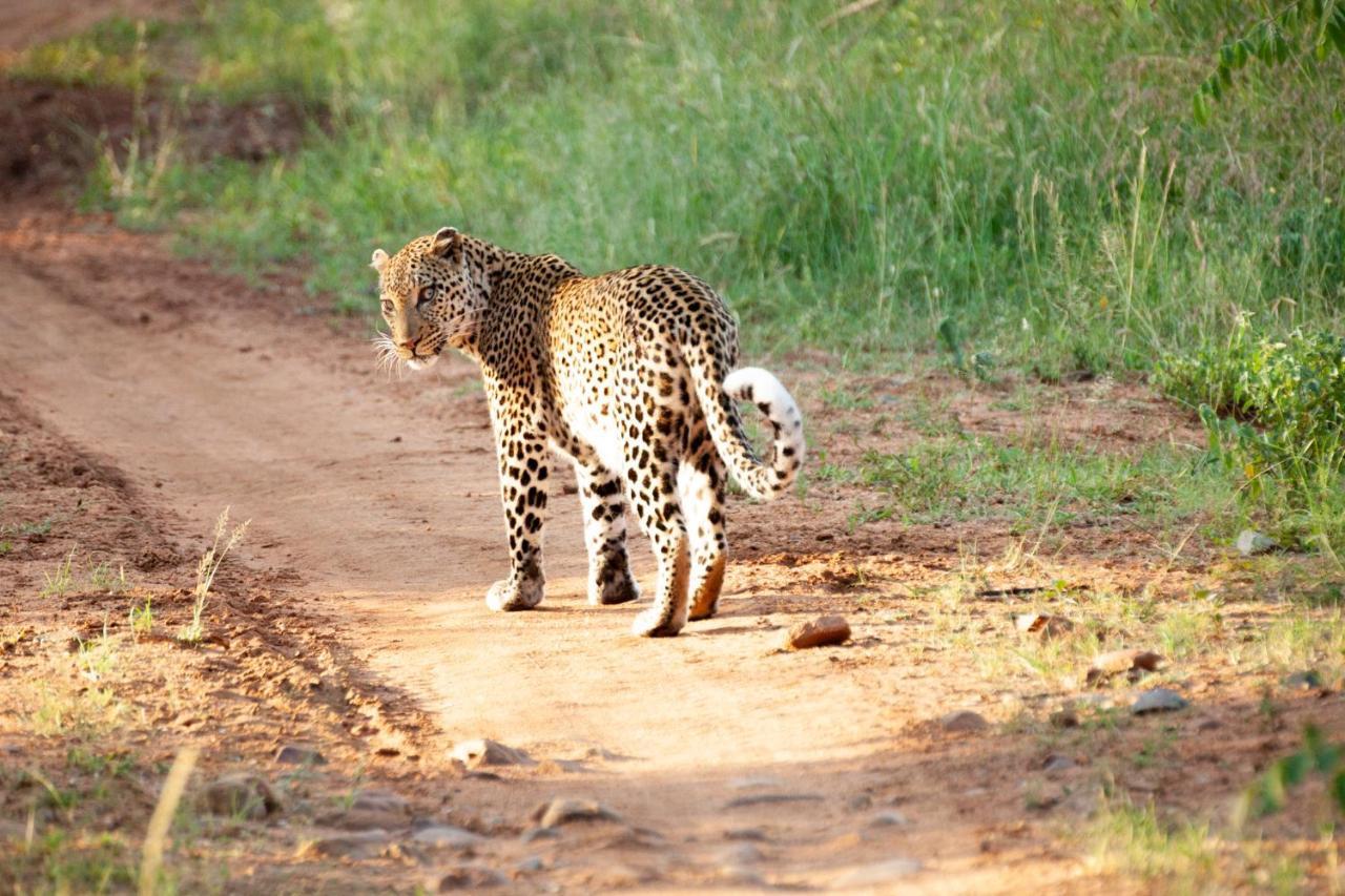 Karongwe Portfolio- Shiduli Private Game Lodge Karongwe Game Reserve Екстер'єр фото