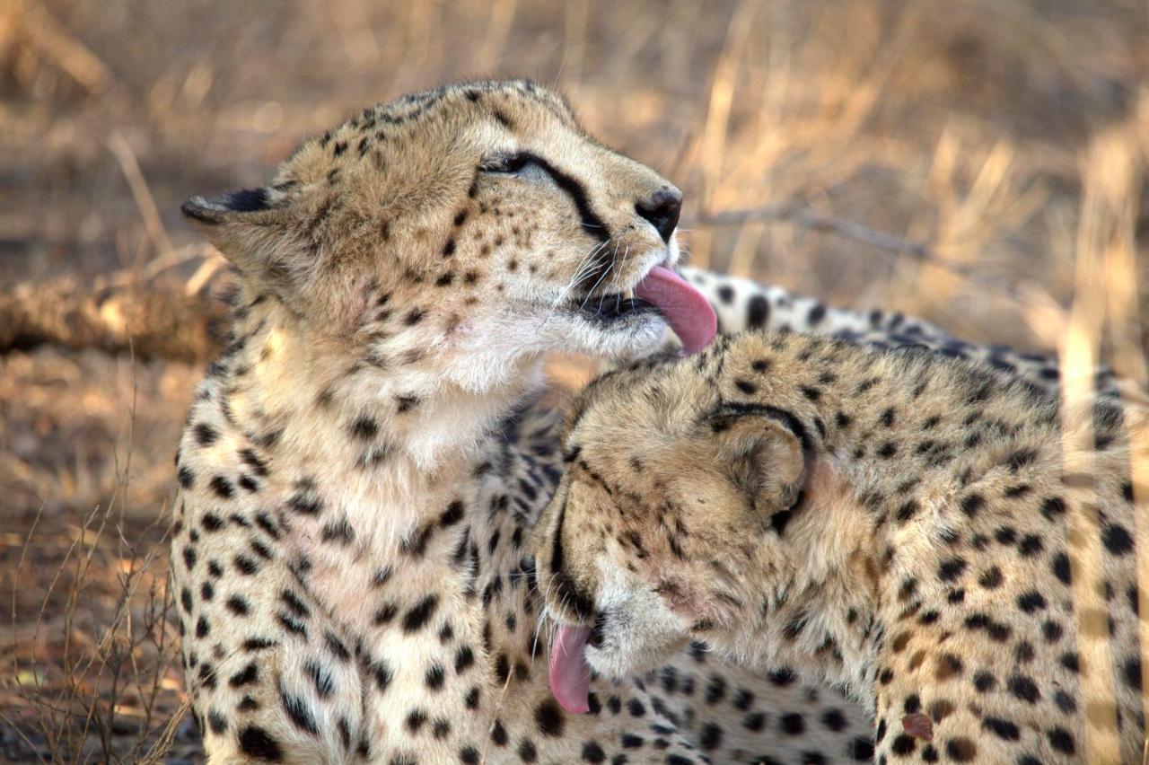 Karongwe Portfolio- Shiduli Private Game Lodge Karongwe Game Reserve Екстер'єр фото