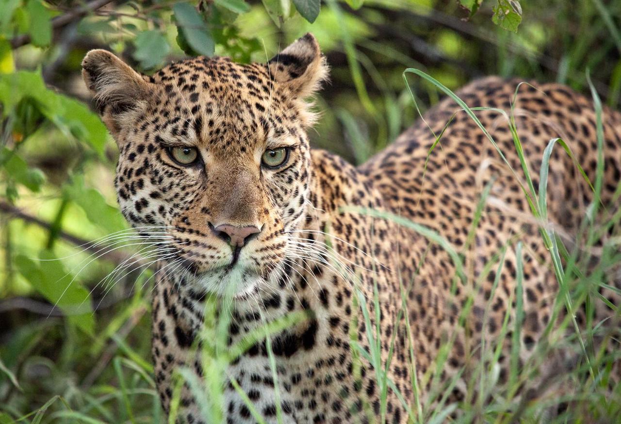 Karongwe Portfolio- Shiduli Private Game Lodge Karongwe Game Reserve Екстер'єр фото