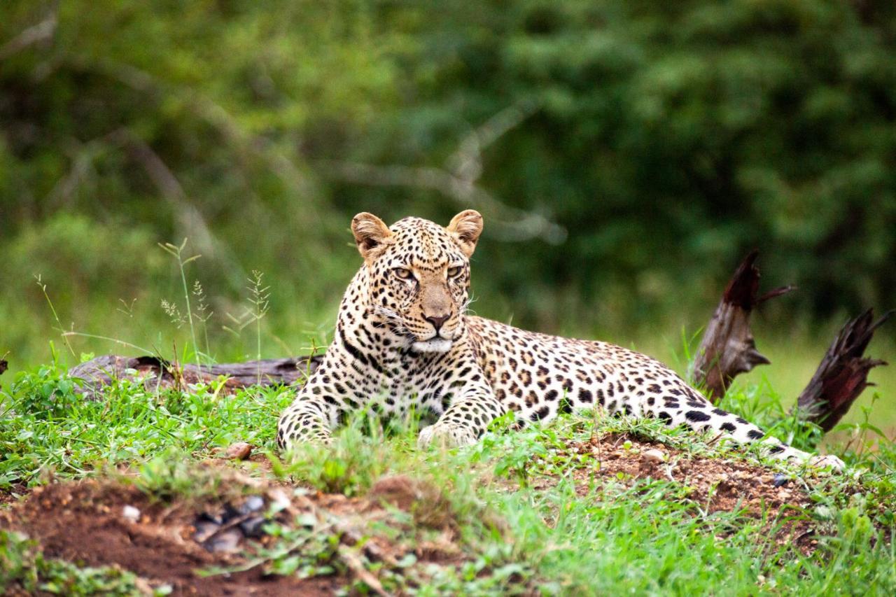 Karongwe Portfolio- Shiduli Private Game Lodge Karongwe Game Reserve Екстер'єр фото