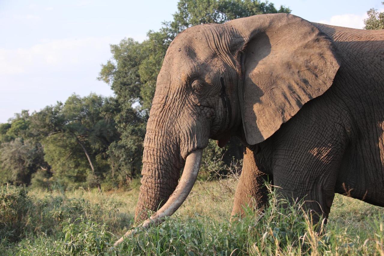 Karongwe Portfolio- Shiduli Private Game Lodge Karongwe Game Reserve Екстер'єр фото