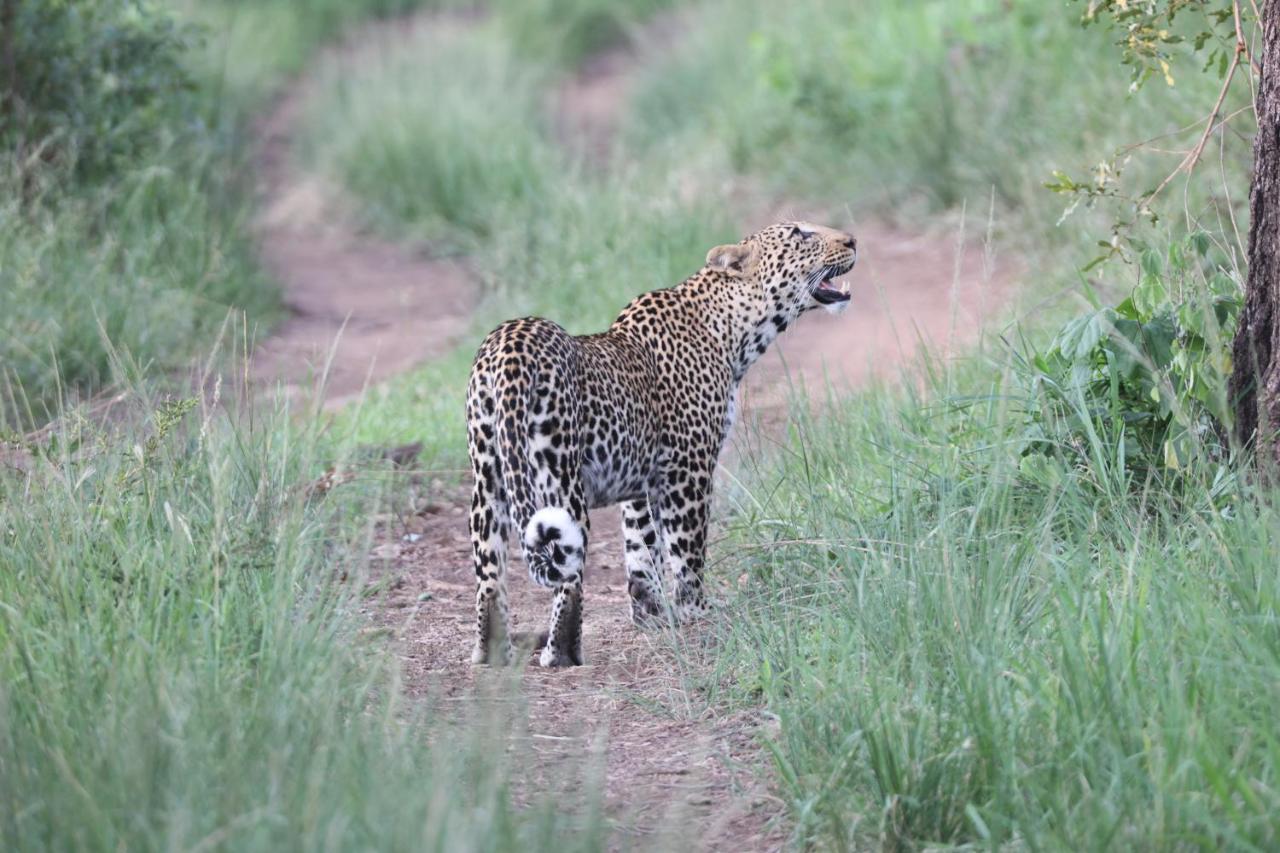 Karongwe Portfolio- Shiduli Private Game Lodge Karongwe Game Reserve Екстер'єр фото