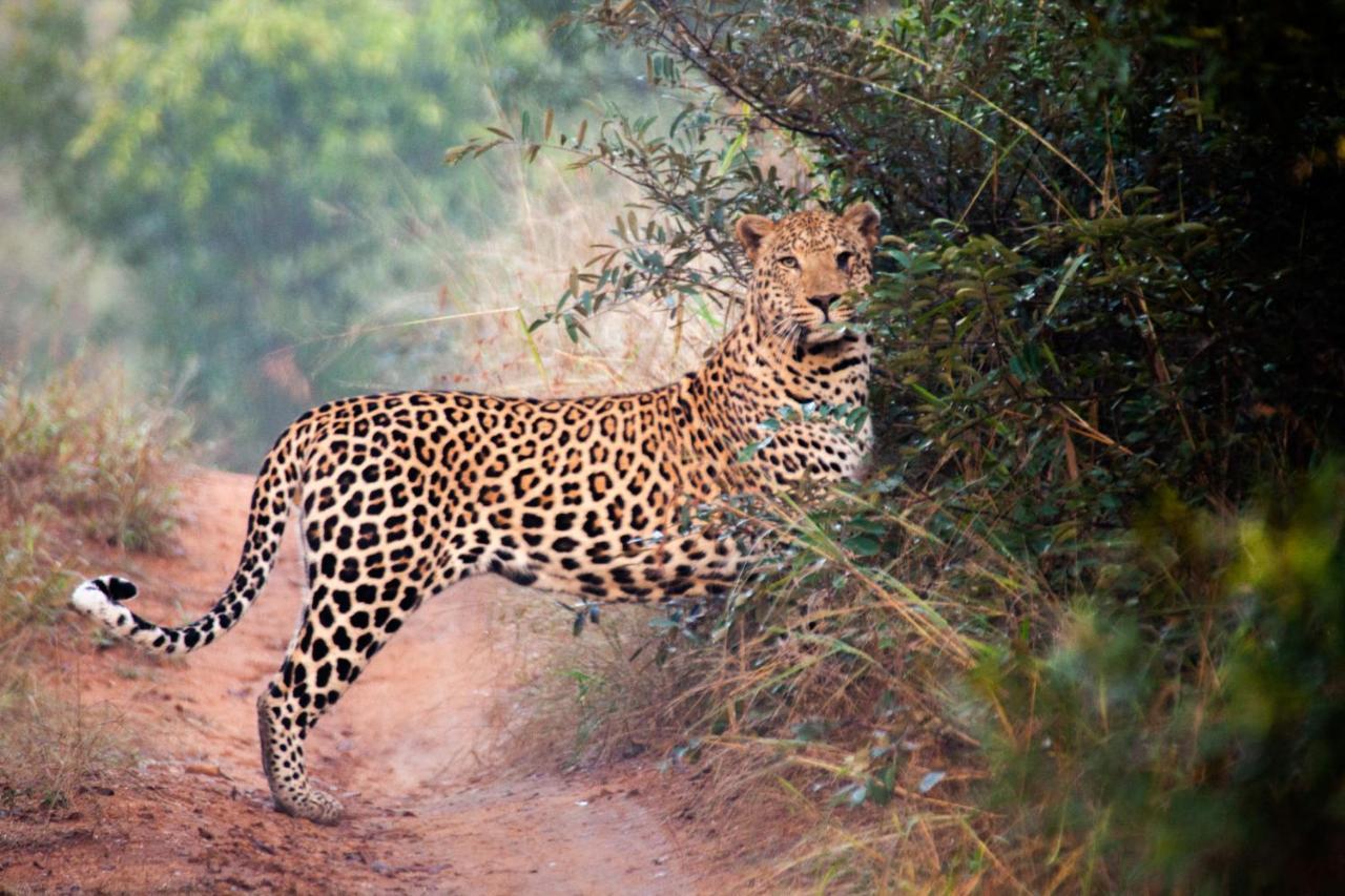 Karongwe Portfolio- Shiduli Private Game Lodge Karongwe Game Reserve Екстер'єр фото