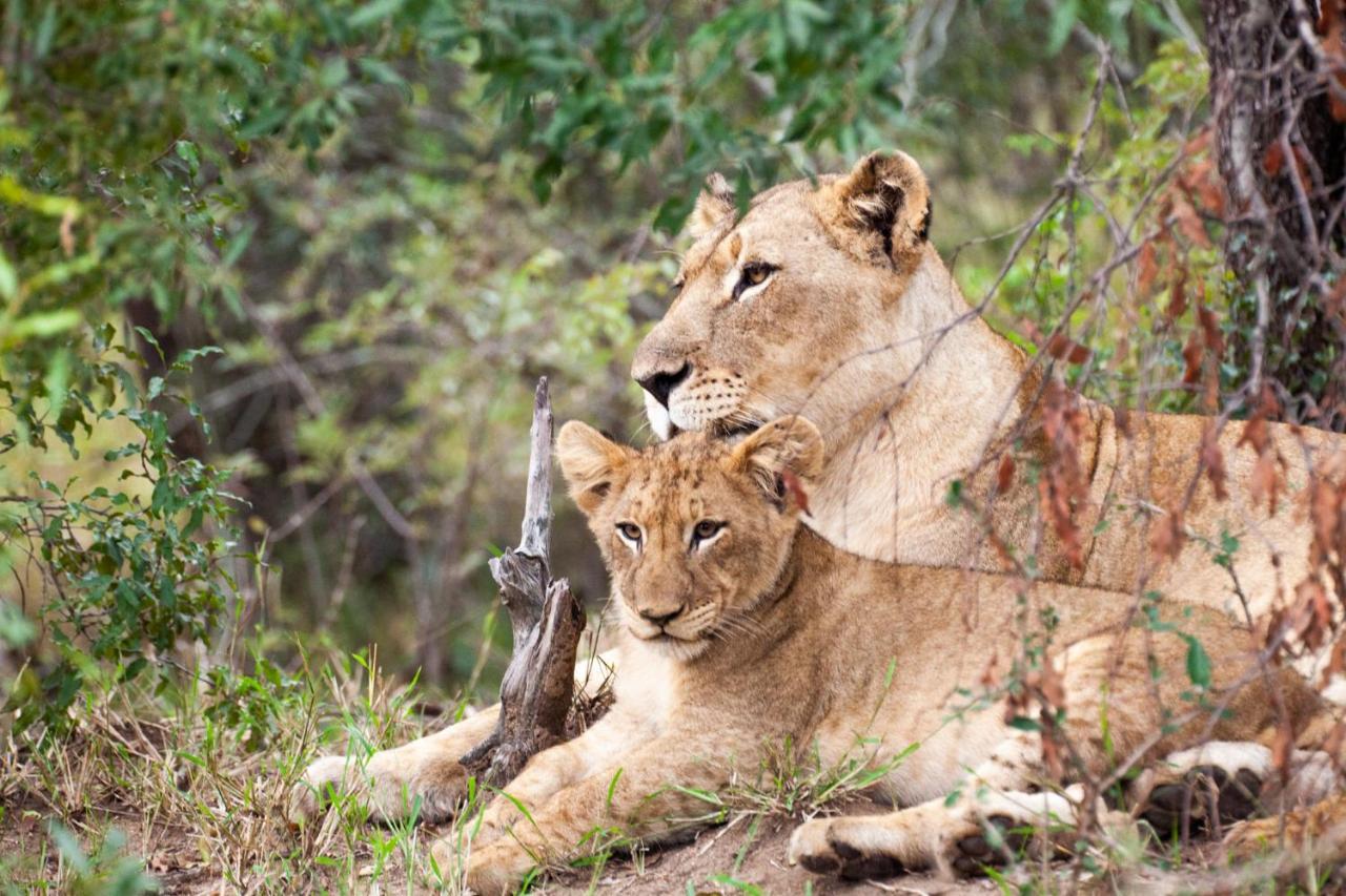 Karongwe Portfolio- Shiduli Private Game Lodge Karongwe Game Reserve Екстер'єр фото