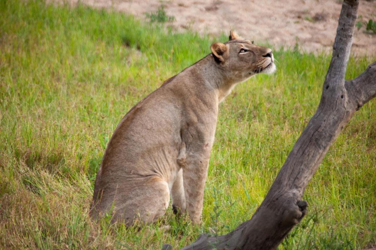 Karongwe Portfolio- Shiduli Private Game Lodge Karongwe Game Reserve Екстер'єр фото