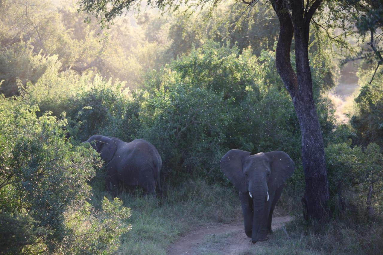 Karongwe Portfolio- Shiduli Private Game Lodge Karongwe Game Reserve Екстер'єр фото