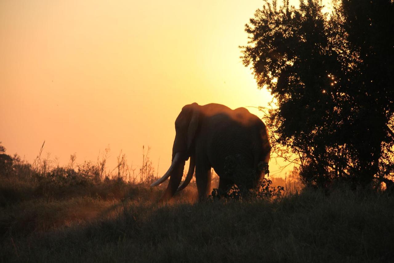 Karongwe Portfolio- Shiduli Private Game Lodge Karongwe Game Reserve Екстер'єр фото