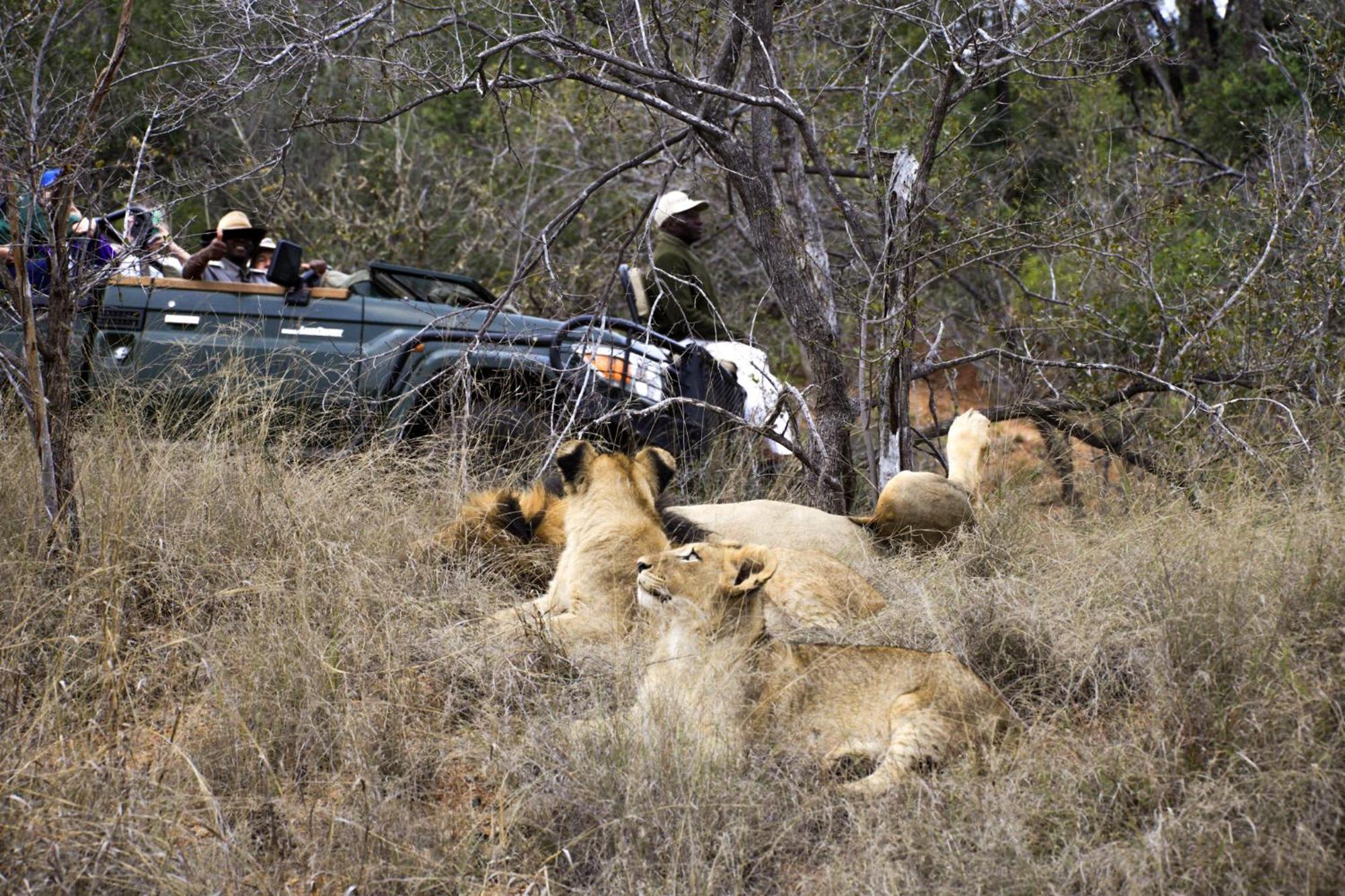Karongwe Portfolio- Shiduli Private Game Lodge Karongwe Game Reserve Екстер'єр фото