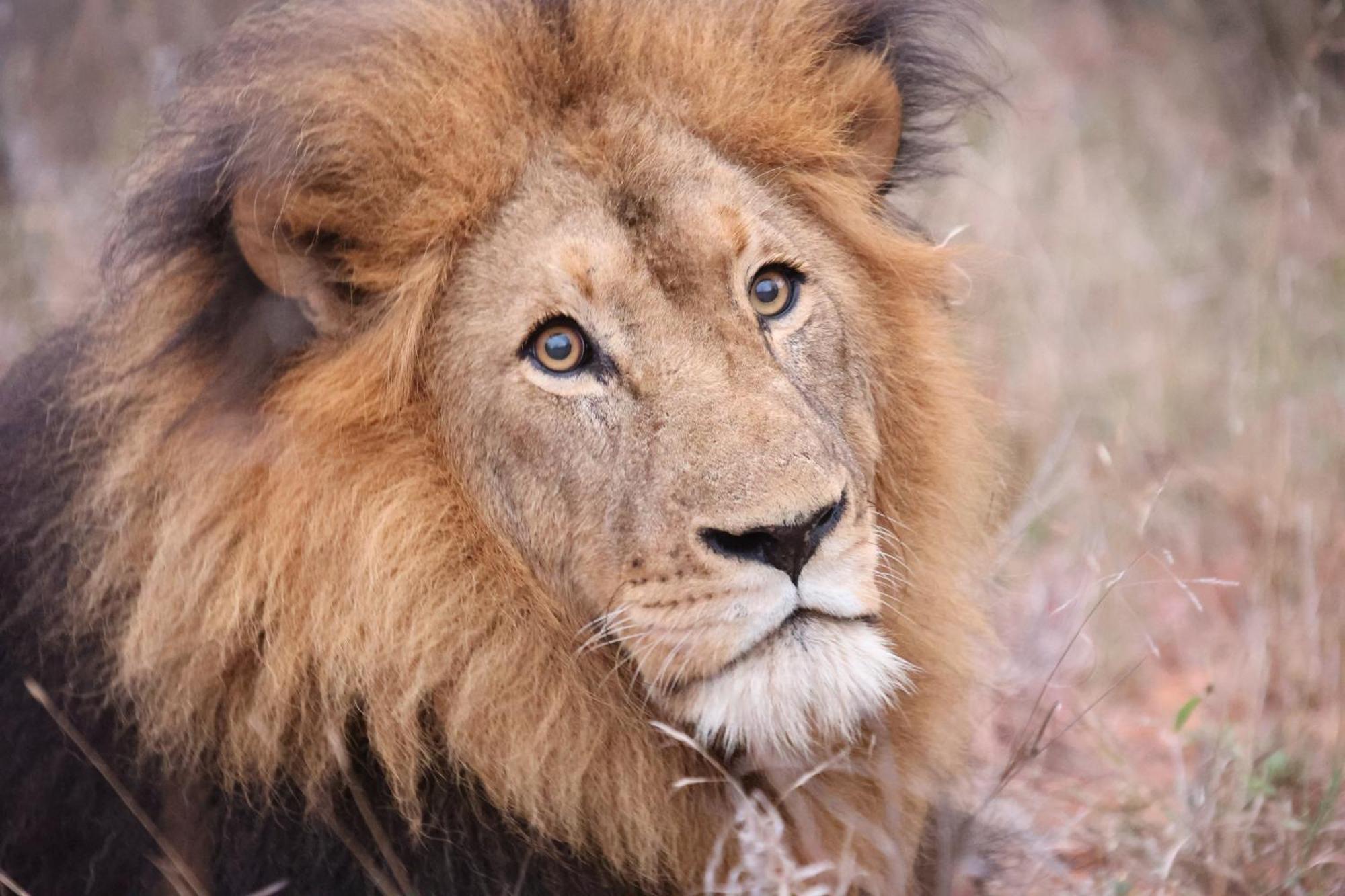 Karongwe Portfolio- Shiduli Private Game Lodge Karongwe Game Reserve Екстер'єр фото