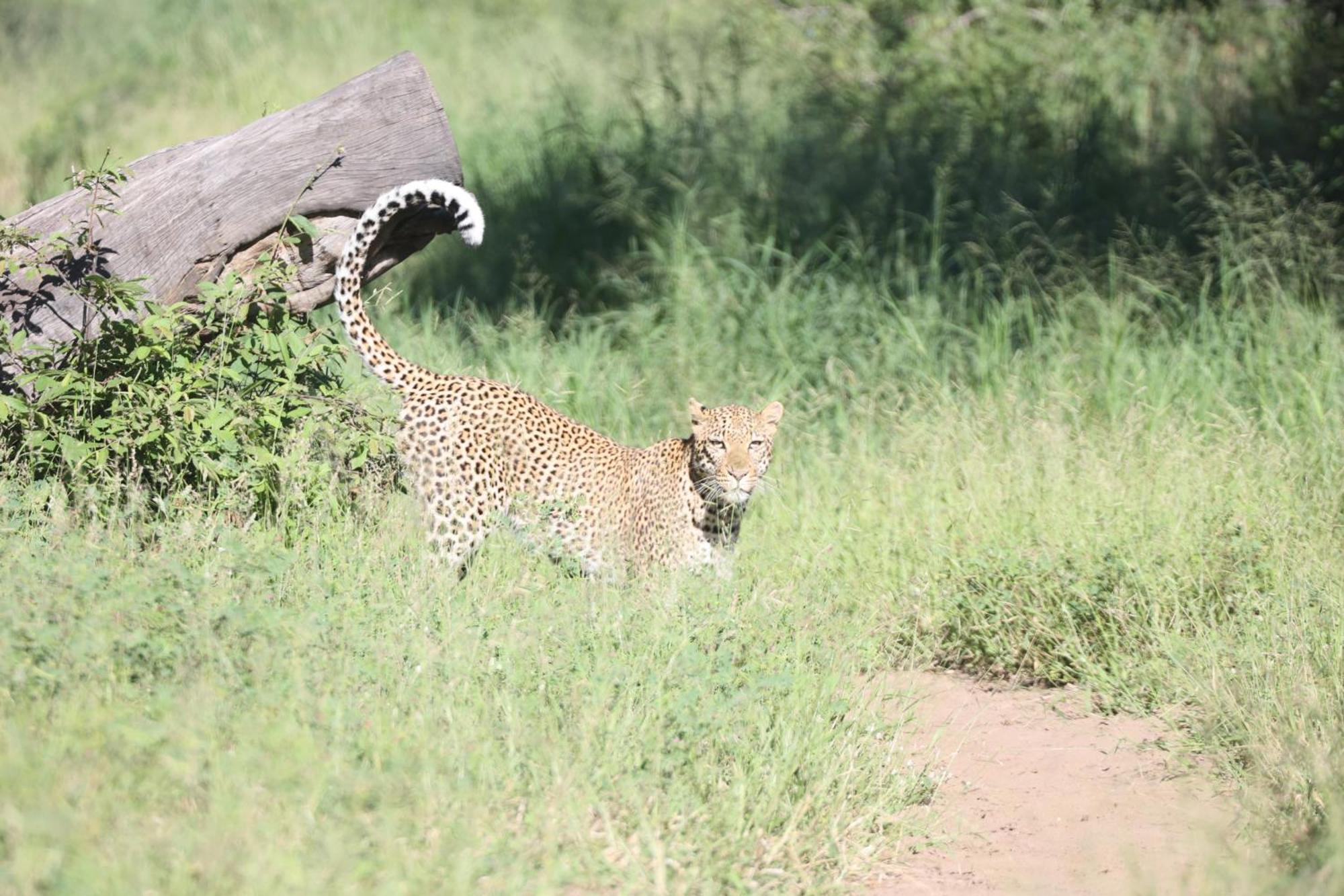 Karongwe Portfolio- Shiduli Private Game Lodge Karongwe Game Reserve Екстер'єр фото