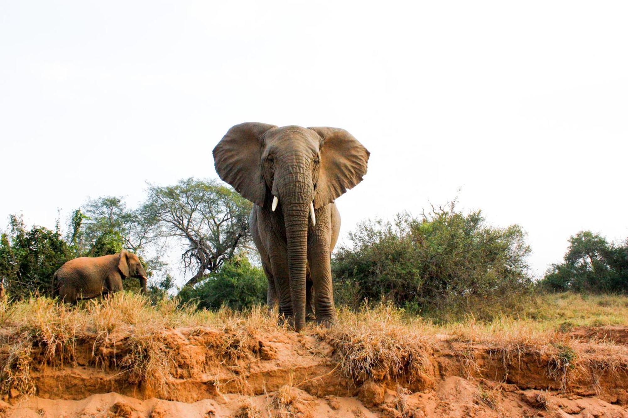 Karongwe Portfolio- Shiduli Private Game Lodge Karongwe Game Reserve Екстер'єр фото