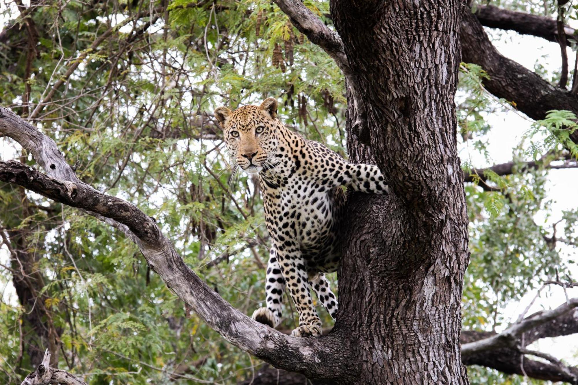 Karongwe Portfolio- Shiduli Private Game Lodge Karongwe Game Reserve Екстер'єр фото