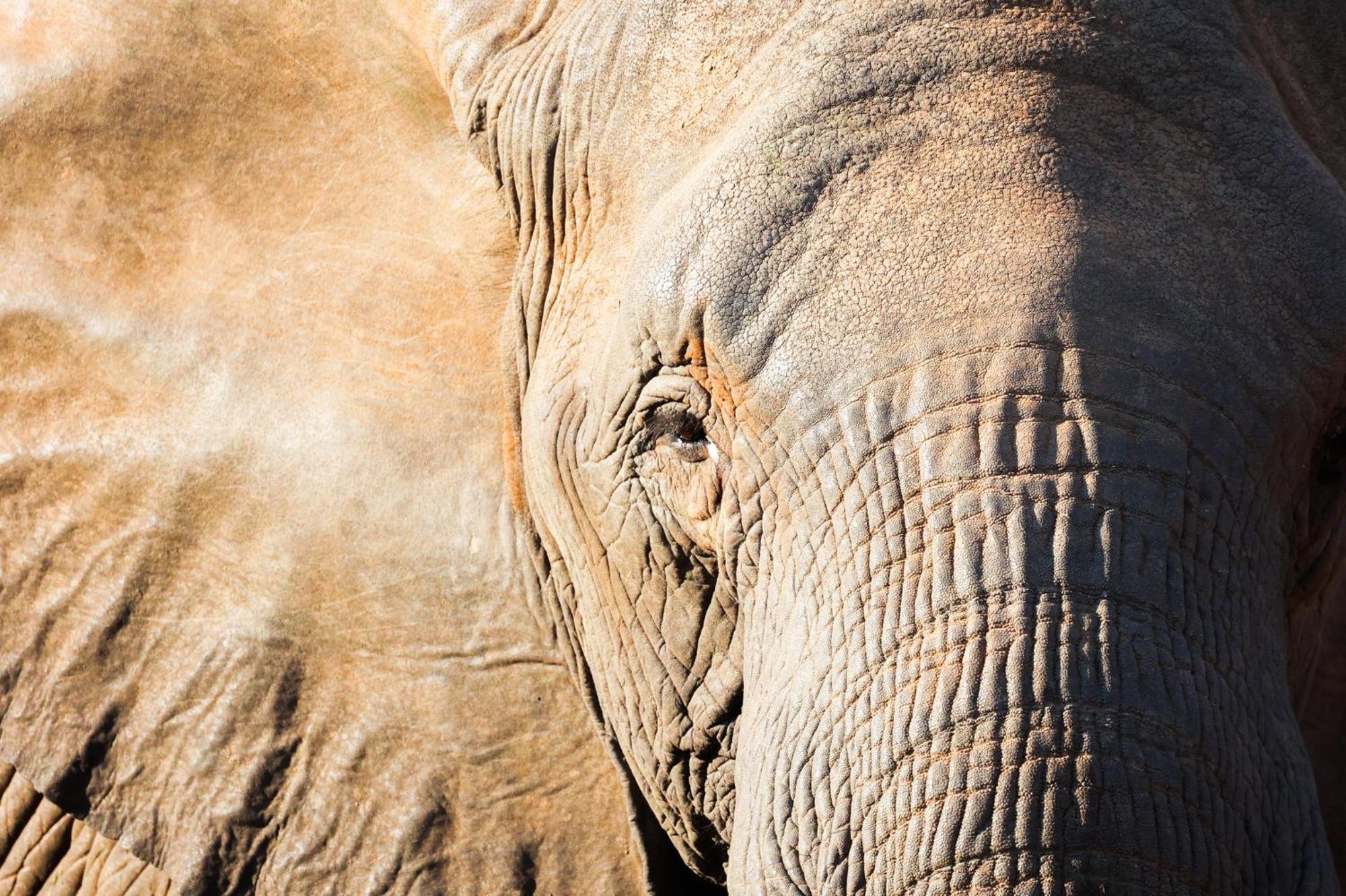 Karongwe Portfolio- Shiduli Private Game Lodge Karongwe Game Reserve Екстер'єр фото